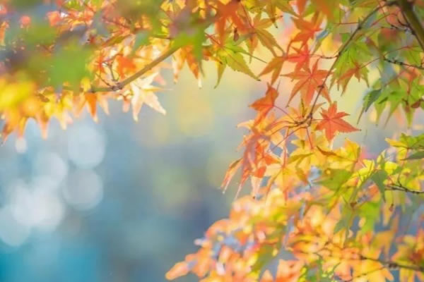 秋意漸濃，可以讓家中更具空靈通透感